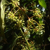 Smilax perfoliata Lour.